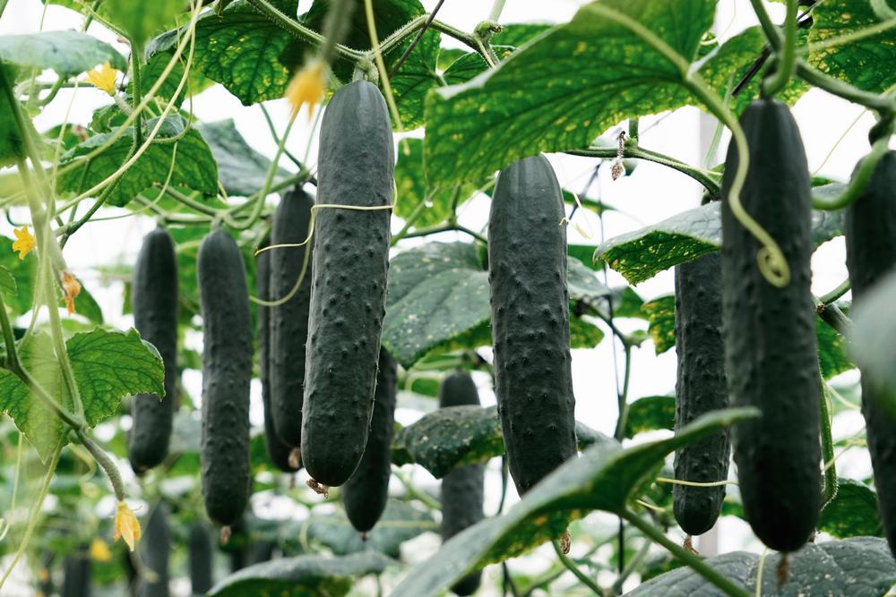Blueleaf elimina barreras con más resistencias  y cultivos de gran potencia radicular