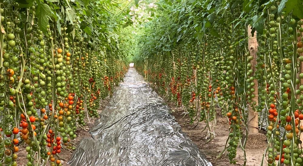 Milly F1, el cherry de sabor fácil de  cultivar de ISI Sementi