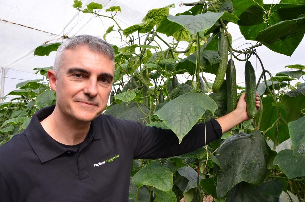 Syngenta pone en el mercado pepinos con nueva genética y con “las mejores resistencias”