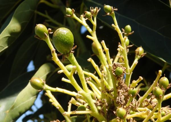 Ecoculture logra un 50% más de fruta cuajada y menos caída en un ensayo en cultivo de aguacate en Órgiva