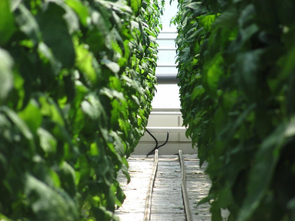 La Renta Agraria en 2019 se sitúa 26.179,6 millones de euros, inferior en un 8,6 % a 2018