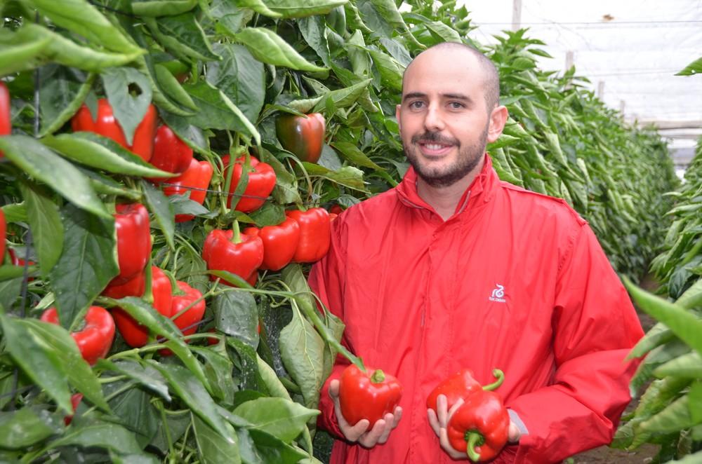 “Voy buscando un pimiento precoz para tener buenos precios en septiembre y con Claque RZ se han superado mis expectativas”