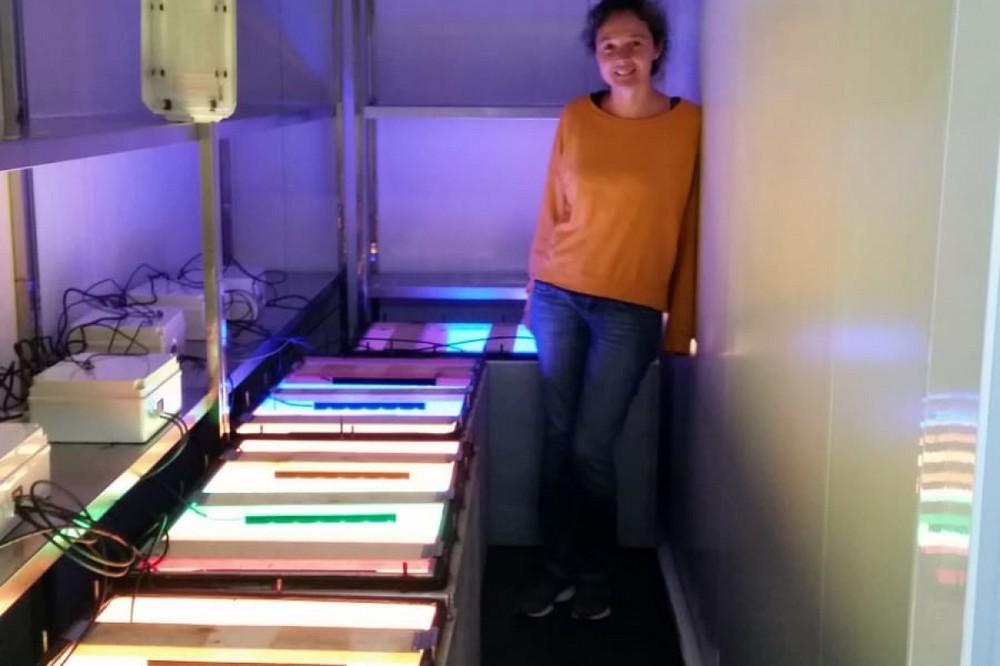 La UPCT logra con éxito cultivos verticales de lechuga y albahaca en interior de edificios utilizando lámparas led