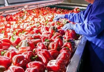 El pimiento empieza el año subiendo su cotización en todas sus tipologías