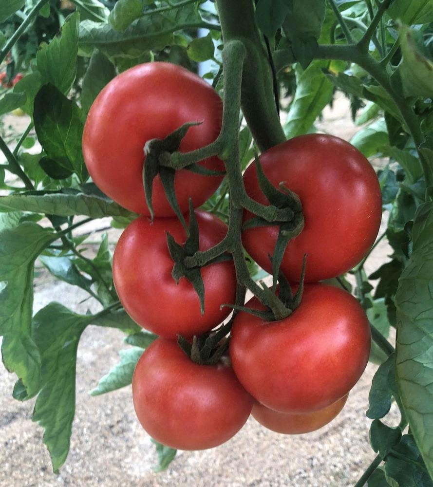 Vilomorin Ibérica lleva a cabo sus segundas jornadas en una finca de Níjar para mostrar el buen comportamiento de su variedad de tomate Barbarela F1