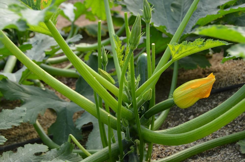 Buena segunda semana del año para calabacín, pepino y berenjena que suben de precio en todos sus tipos