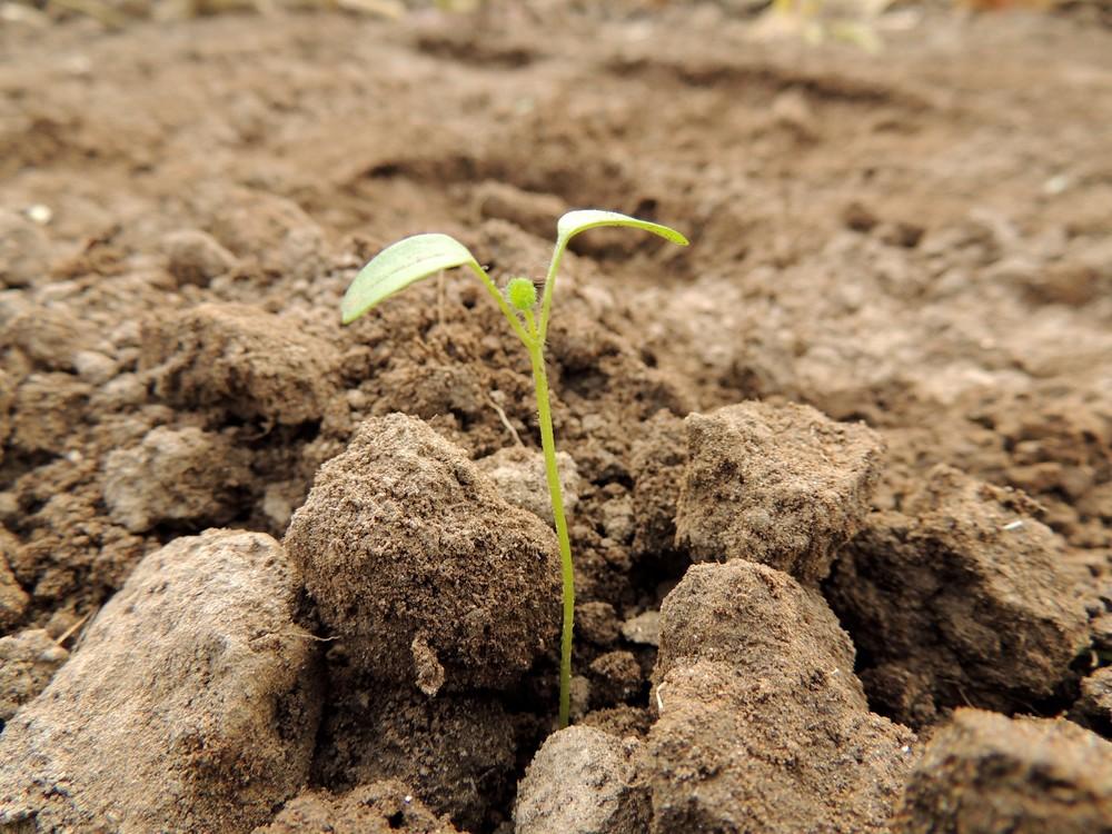El Ministerio de Agricultura, Pesca y Alimentación creará el Laboratorio Nacional de Sanidad Vegetal en Lugo