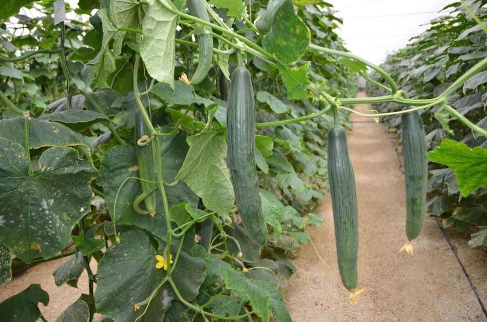 Las bajas temperaturas provocan una subida generalizada de los precios de los productos hortofrutícolas almerienses