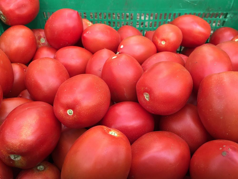Ecoculture adelanta en hasta cinco días la coloración de los frutos en ensayos en pimiento y tomate