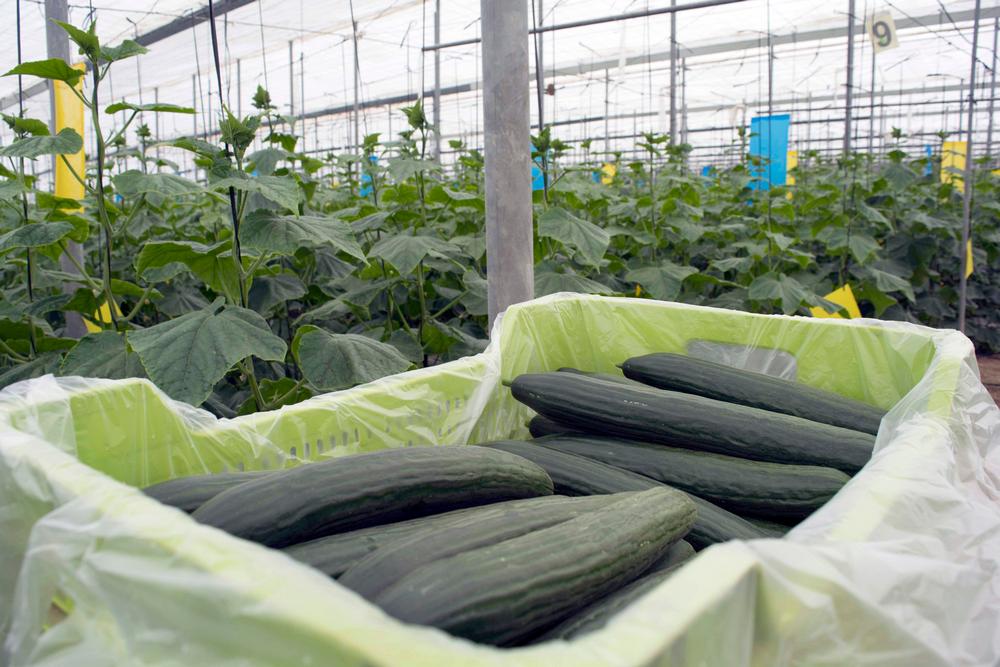 La UAL determina las cantidades de fertilizante nitrogenado que optimizan la producción del cultivo de pepino