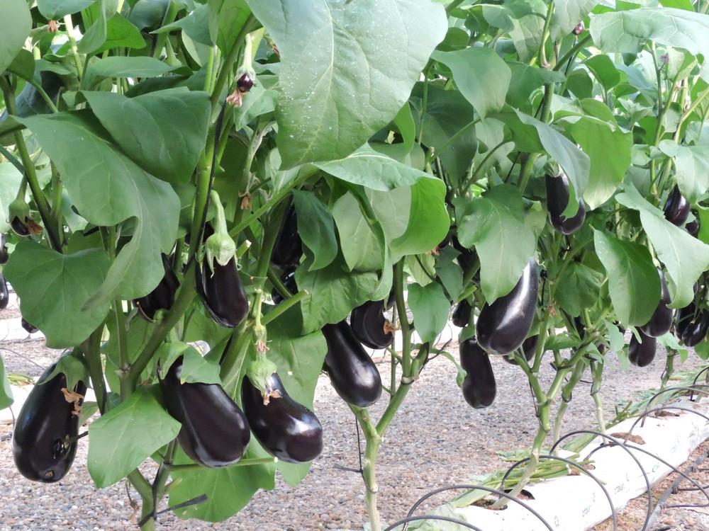 Berenjena y pimiento cierran enero con una subida generalizada de precio