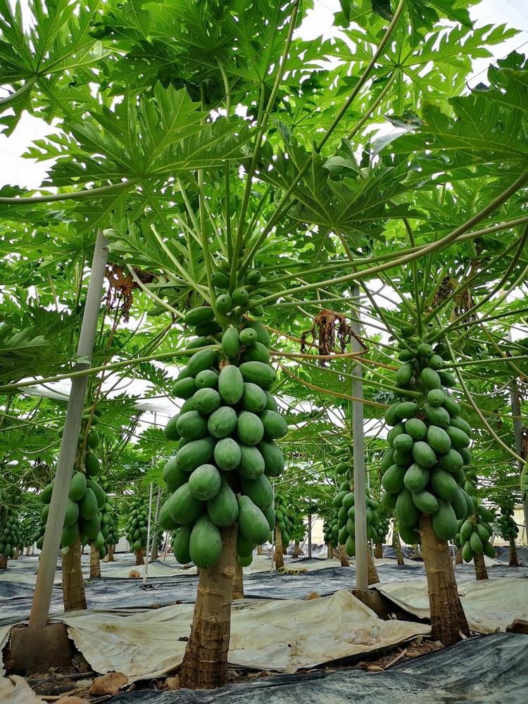 Semilleros Laimund suma a su catálogo de productos y servicios la papaya para hortícola y ornamental