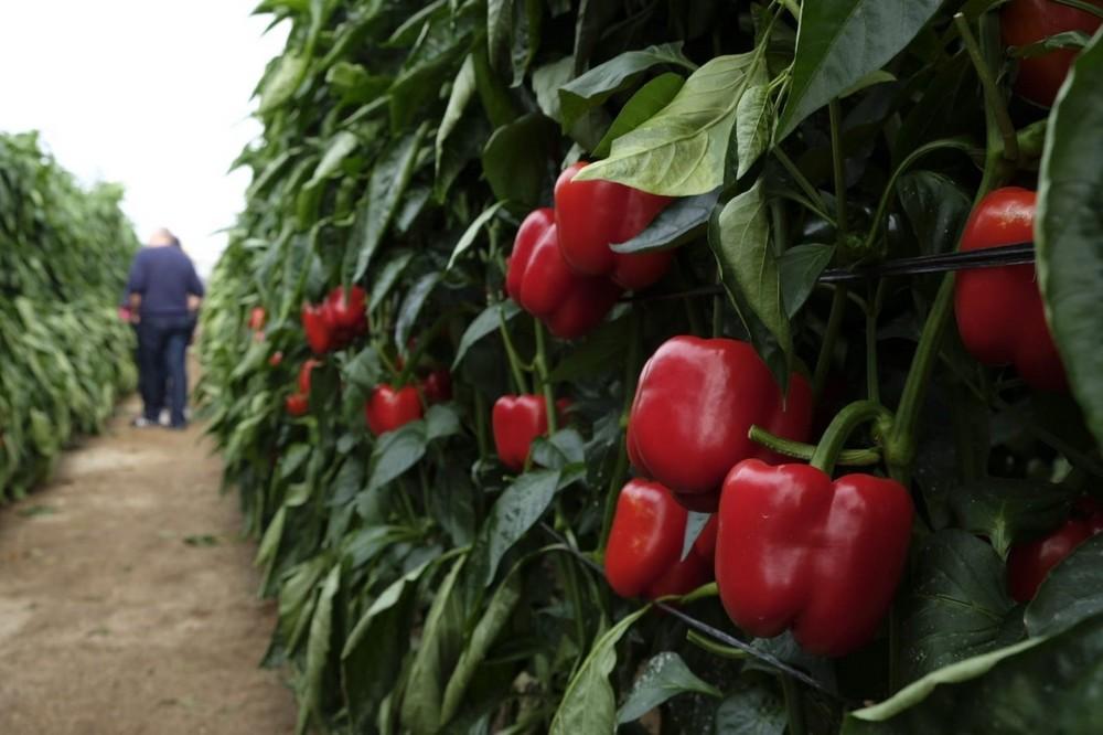 Mayores resistencias por un cultivo del pimiento más sostenible, novedades de Syngenta