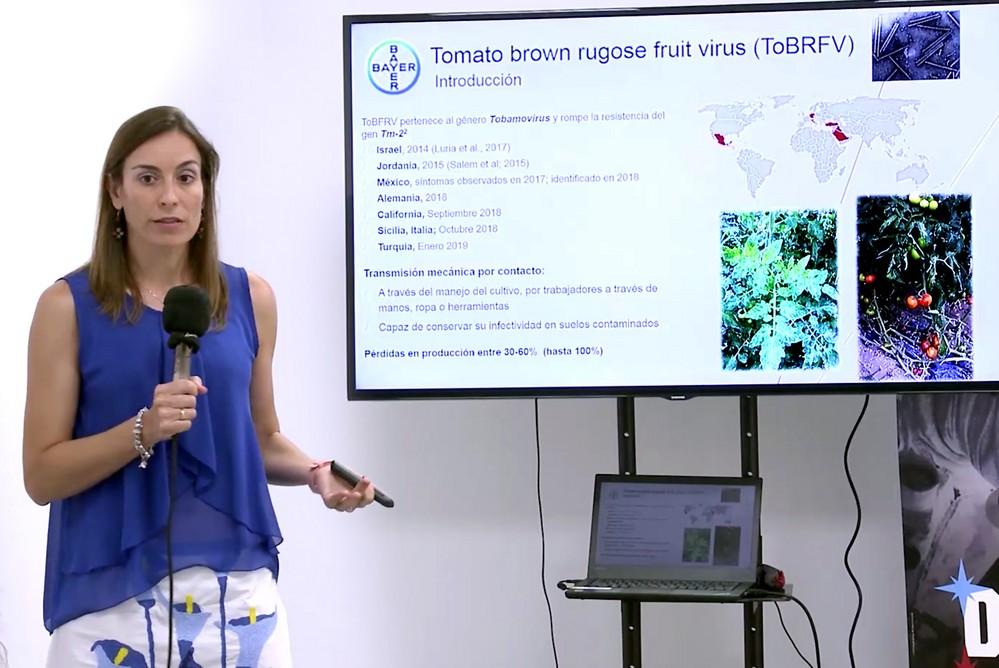 Bayer redobla esfuerzos en tomate con nuevas variedades, contratos de exclusividad y lucha contra el ToBRFV