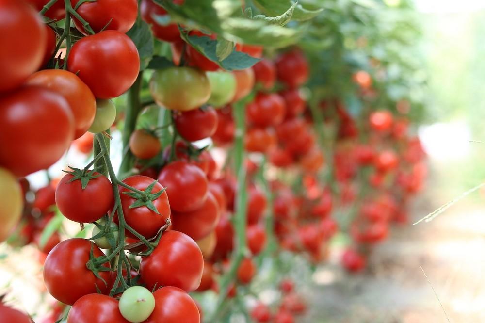 Los productos ecológicos de 18 empresas de la Región se muestran esta semana en la feria 'Biofach' de Núremberg