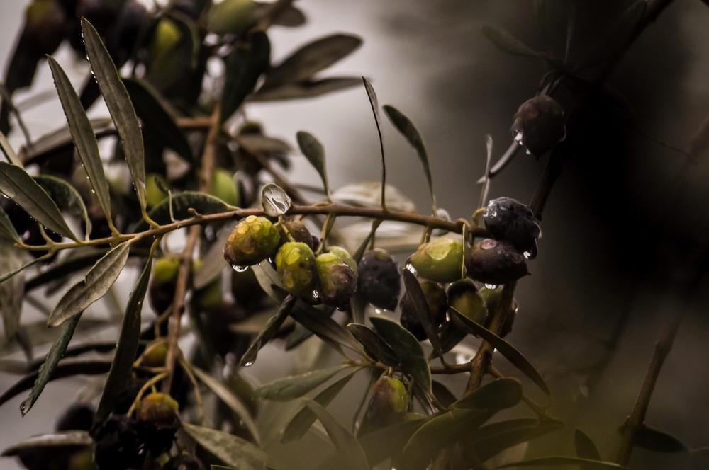 La Junta pide bajar el IRPF a las producciones agrarias más dañadas por el mal clima en 2019
