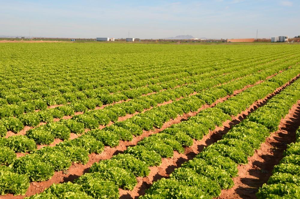 ISI Sementi amplía su gama con nuevas escarolas de verano y primavera