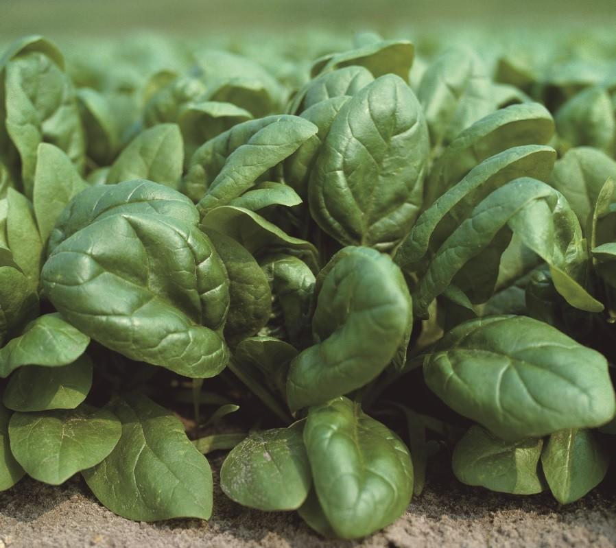 Nunhems® continúa innovando en lechuga para acercarse al consumidor