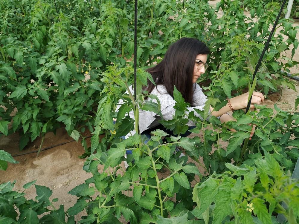 Vellsam desarrolla un microorganismo que equilibra el crecimiento de la planta y mejora el cuajado del fruto