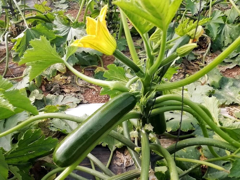 La crisis de precios en origen se agudiza en calabacín, berenjena y pepino