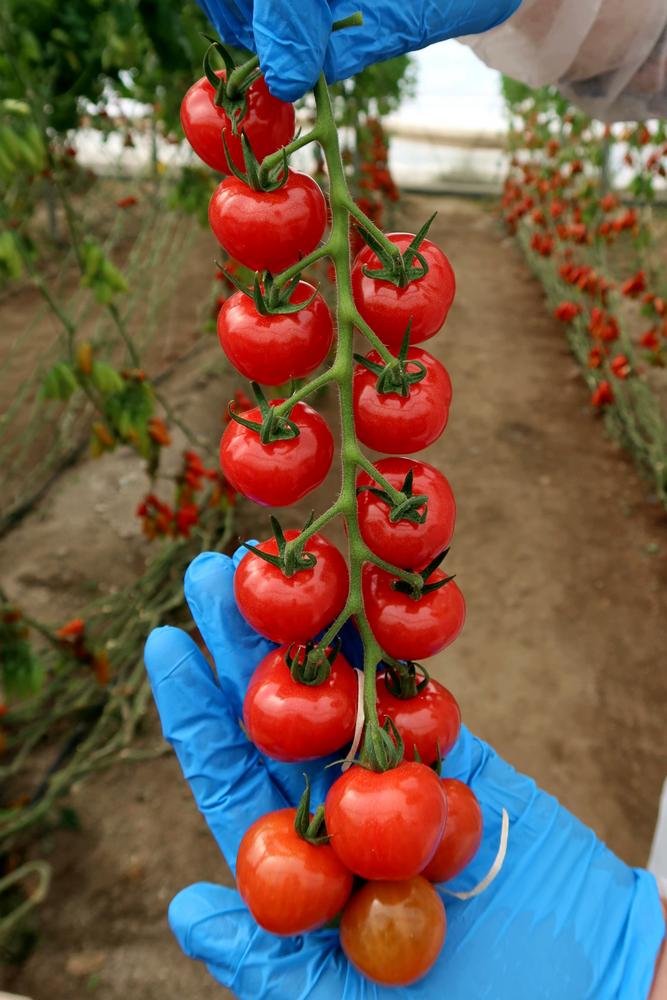 Semillas Fitó responde a la demanda del mercado uniendo sabor superior y producción, en la nueva gama de cherry