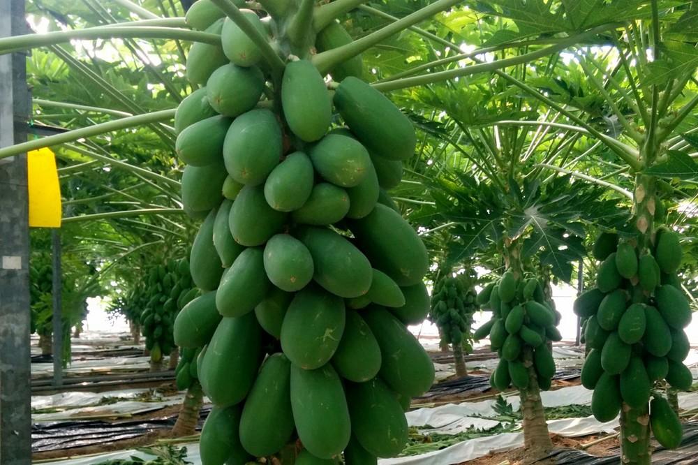 Técnicas novedosas permiten a la UAL obtener mayor rendimiento en el cultivo de papaya