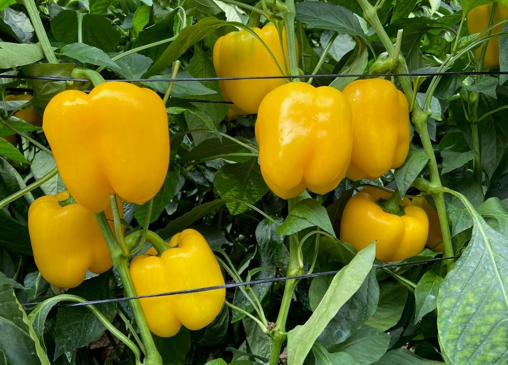 Calidad y garantía, señas de identidad de la completa gama de pimientos California de HM.CLAUSE