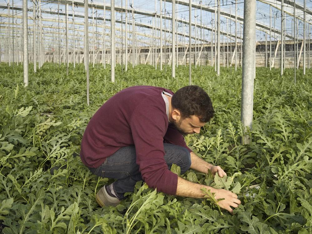 El control biológico en primavera es necesario para cerrar el ciclo de las plagas