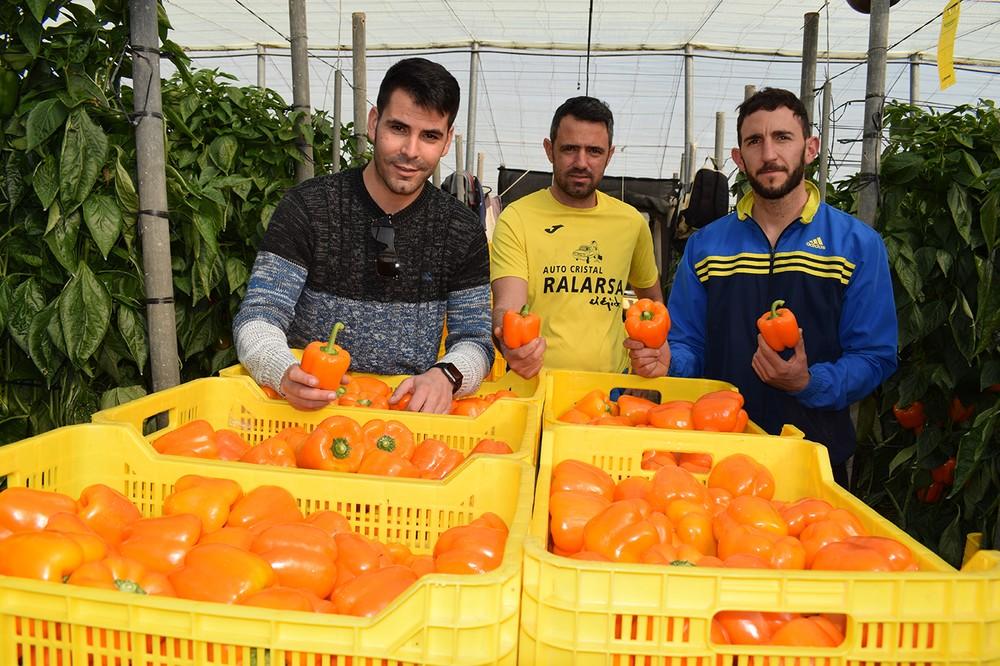 Ramiro Arnedo investiga en nuevas variedades de pimiento con más aguante de fruta en planta y altas resistencias