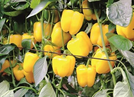 Coronado destaca en California temprano con excelentes cuajes, productividad y calidad en un otoño muy caluroso