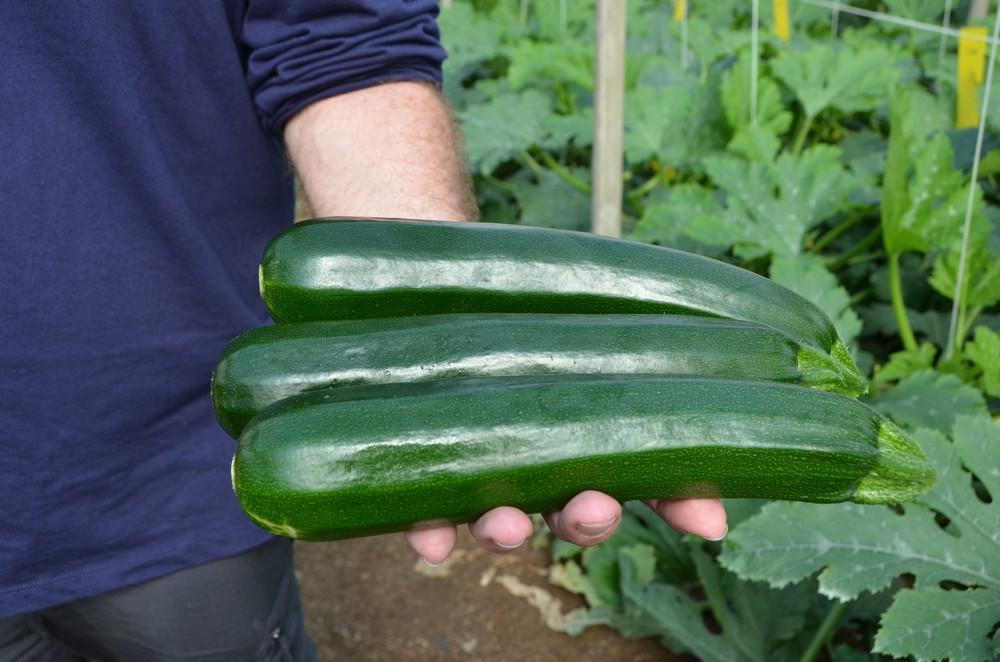 Grimsey RZ, alta productividad  con frutos de primera calidad