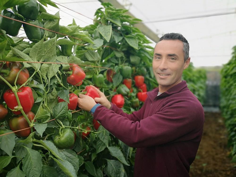 Los California de Vilmorin, productividad asegurada para todos los ciclos