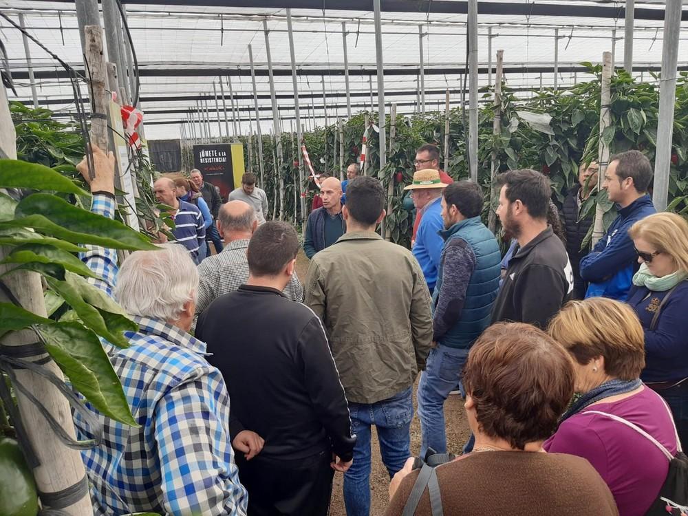 Syngenta presenta nuevos pimientos con más resistencias apostando por un cultivo sostenible