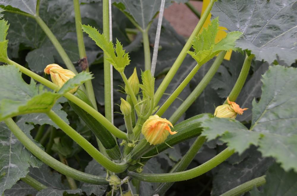 España y Alemania comparten sus posiciones sobre la futura PAC y analizan los principales asuntos de la actualidad agroalimentaria