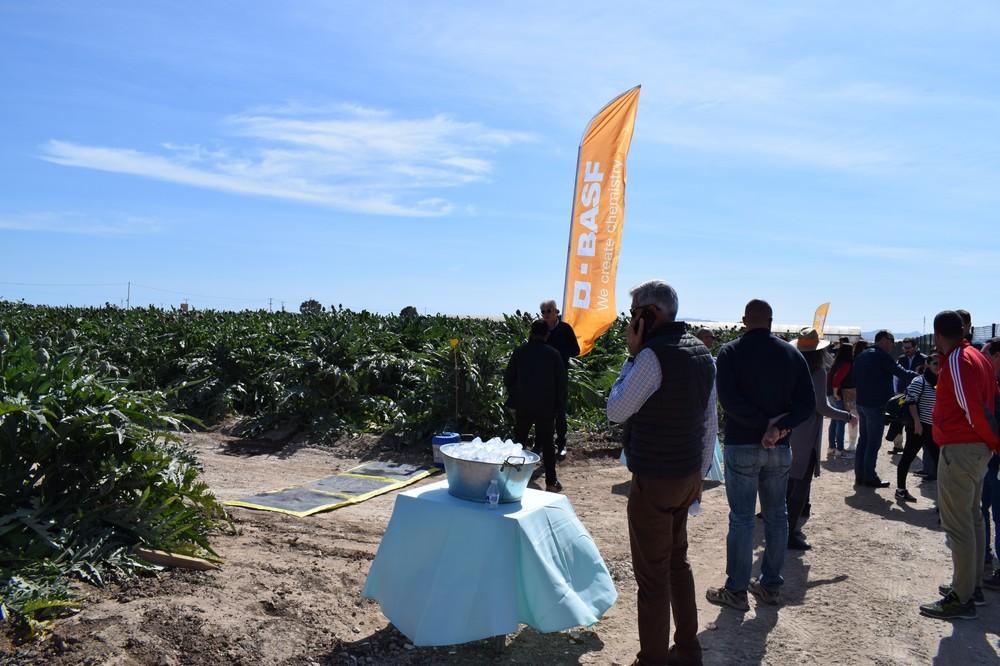 Nunhems aboga por aportar diversidad y conveniencia para aumentar el consumo de alcachofa en España