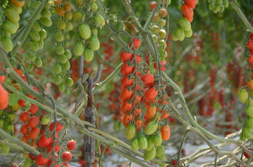 COAG Andalucía destaca la importancia estratégica del sector agrario en la crisis sanitaria
