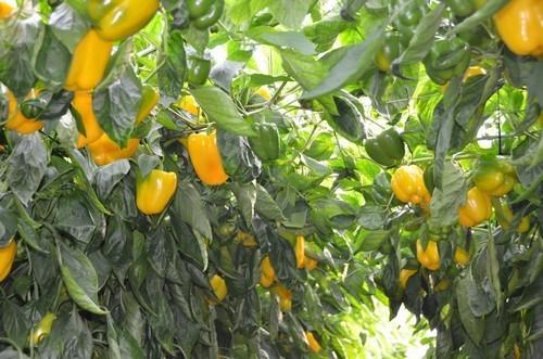 Precios ruinosos para pepino francés y corto y buenas cotizaciones en pimiento