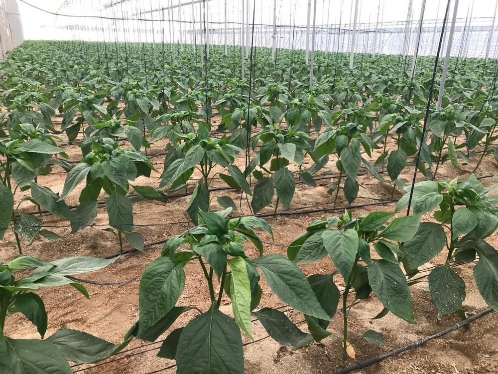 COEXPHAL pide un reconocimiento público para los trabajadores del sector hortícola