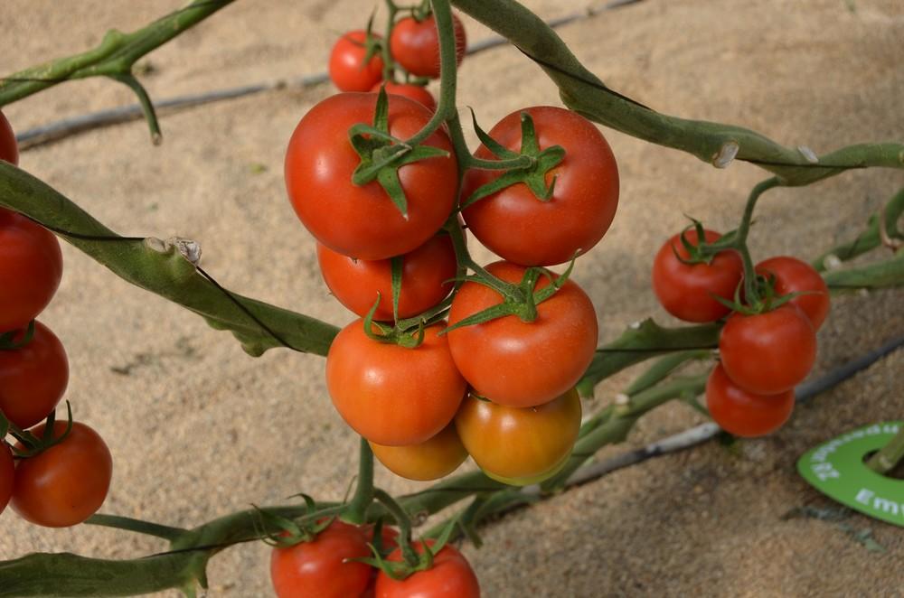 ASAJA recuerda que el sector agrario cumple con su responsabilidad para garantizar el suministro de alimentos