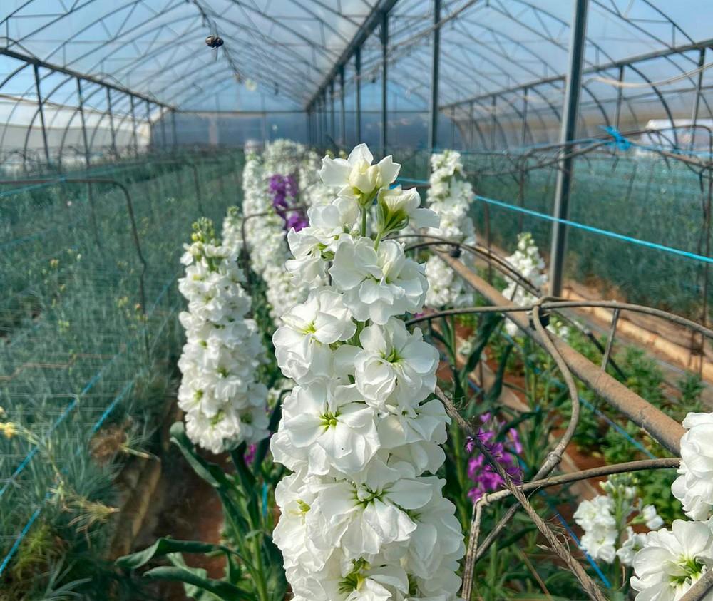 Los agricultores en los que casi nadie ha pensado: el coronavirus trae la ruina para la flor cortada