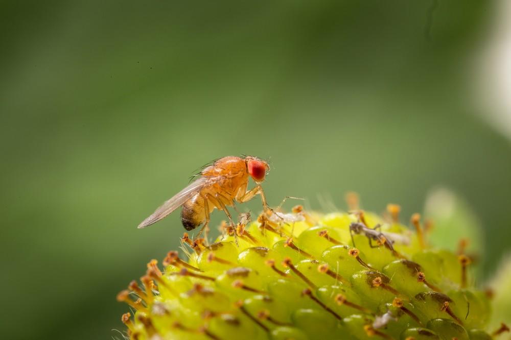  Koppert recomienda iniciar el trampeo para el control biológico de la mosca Drosophila suzukii en berries