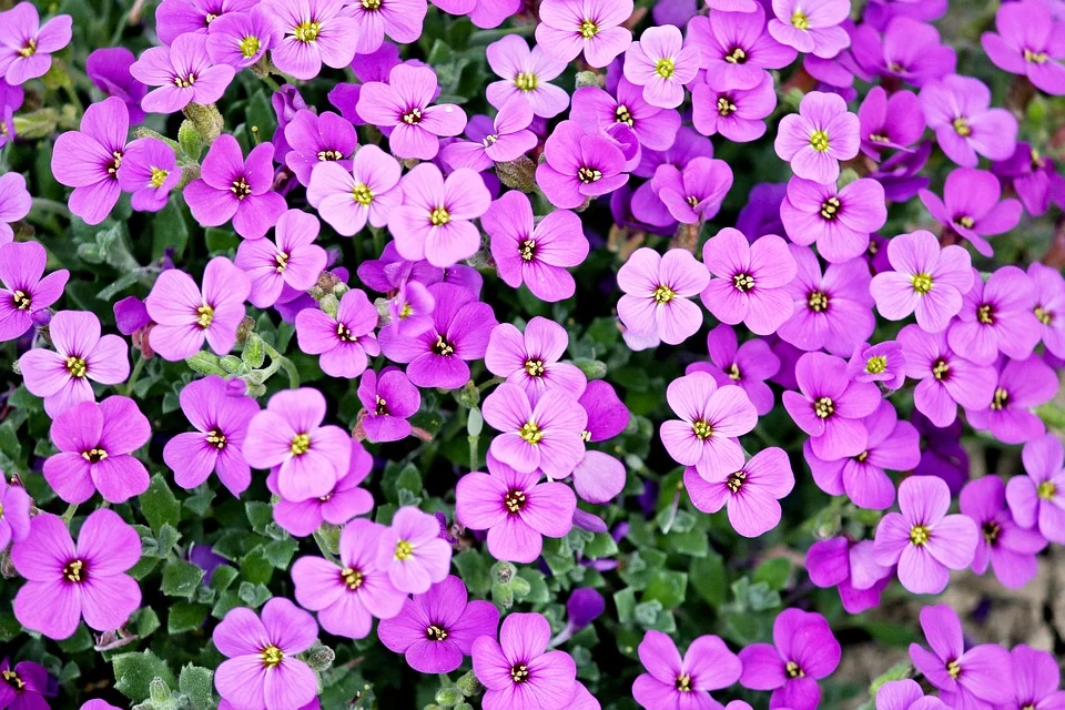 COAG pide ayuda para los floricultores que están viendo agravada su mala situación a causa del Coronavirus