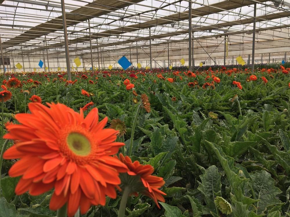 ASAJA alerta de la difícil situación del sector de la flor y la planta ornamental