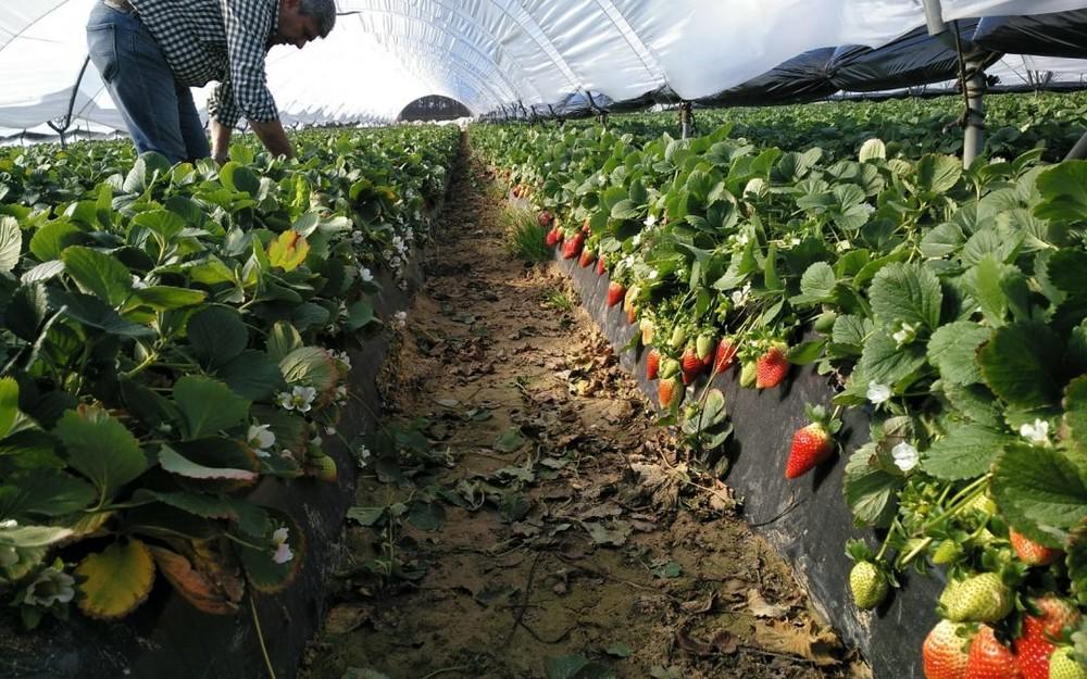 Ecoculture fomenta el consumo de frutos rojos al ser estos una gran fuente de antioxidantes y vitamina C