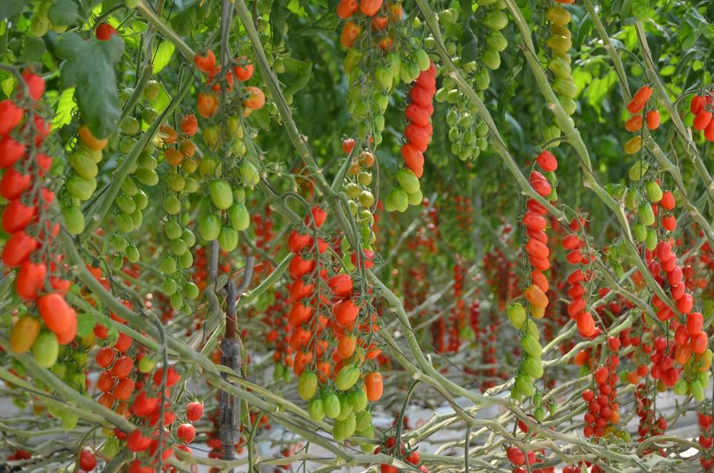 Agricultura amplía sus servicios esenciales ante el estado de alarma por el coronavirus