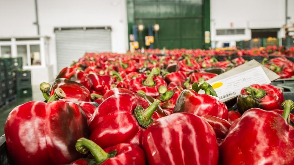El sector agroalimentario andaluz inicia 2020 con más de 1.000 millones en exportaciones, un 2% más