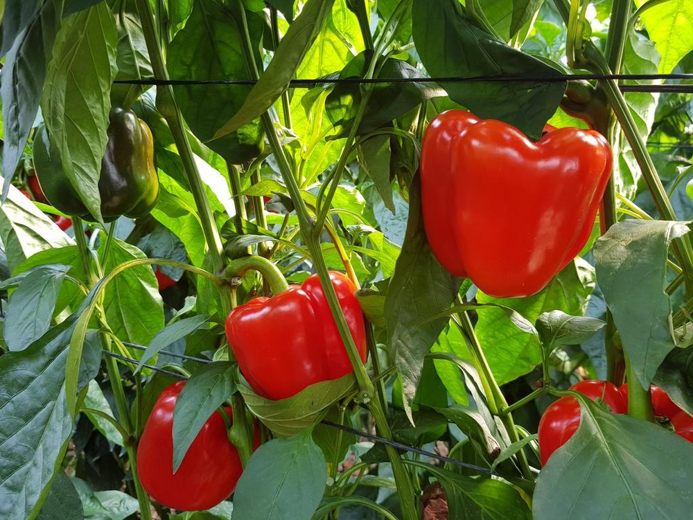 Almería vende el 65 por ciento de las frutas y hortalizas de Andalucía