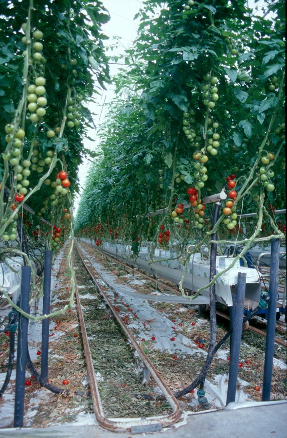 El 6 de abril comienza el curso online 'Cultivo sin suelo' de Cajamar