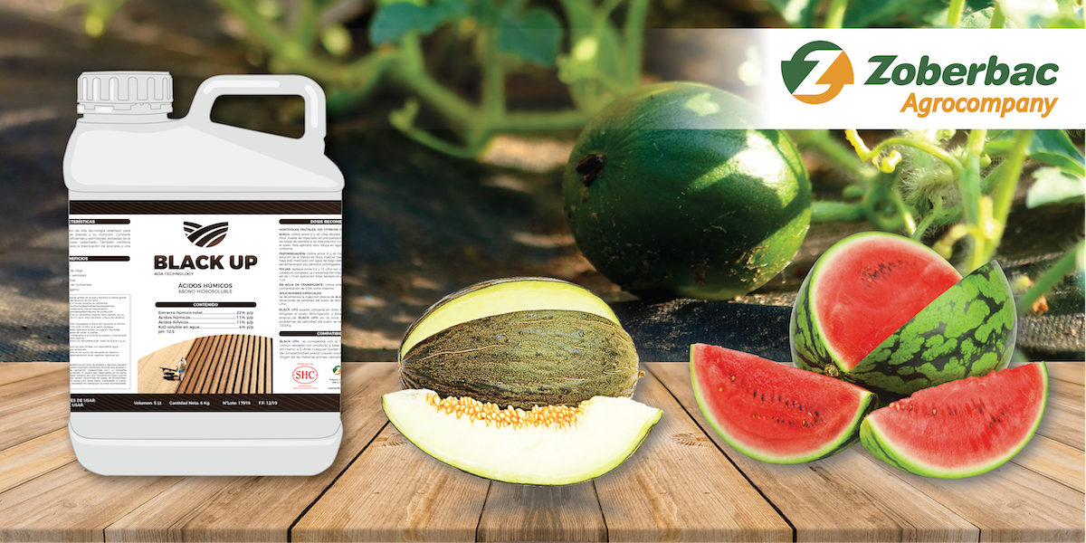 BLACK UP®, bioactivador de suelos, para la campaña del melón y sandía