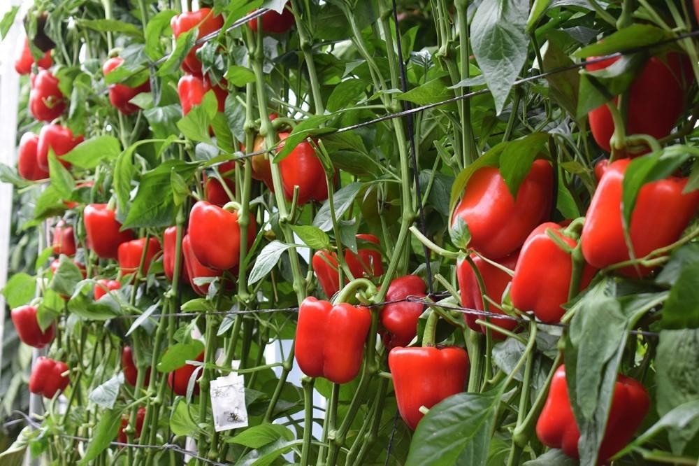 El sector agroalimentario será uno de los motores de activación después de la crisis